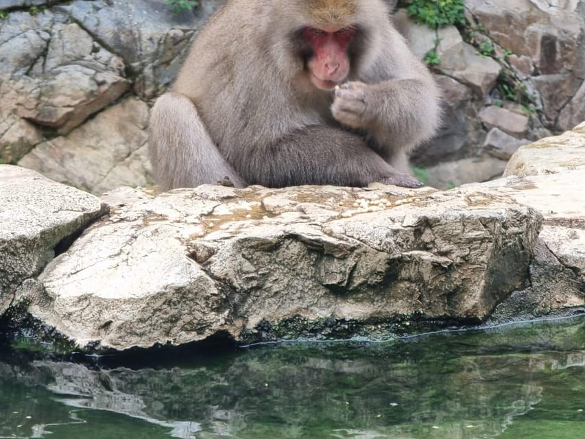 From Tokyo: Snow Monkey Private Customize Day Tour - Jigokudani Snow Monkey Park: Hot Springs, Snow, and How to Make the Most of Your Hour