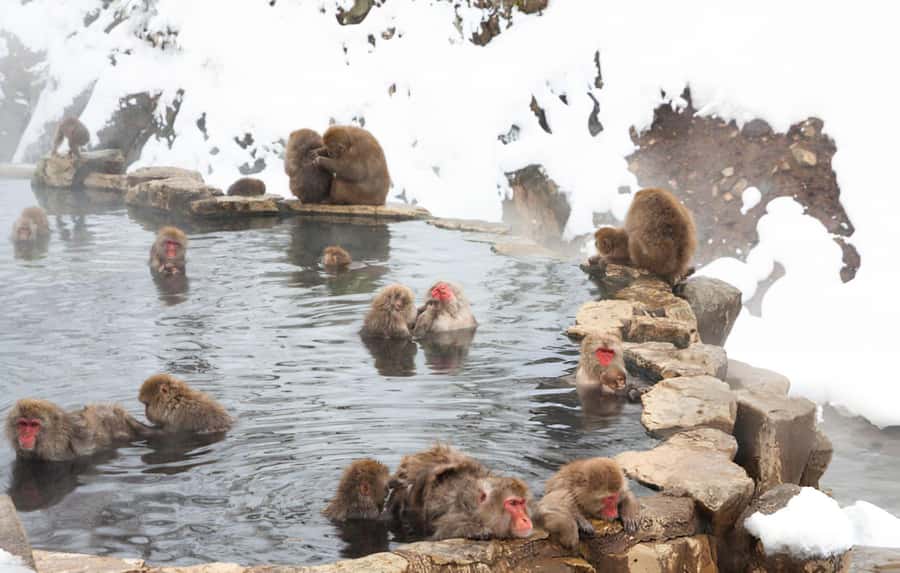 From Tokyo: Snow Monkeys and Zenkoji Temple Day Trip - Why This Tokyo to Nagano Day Trip Works So Well