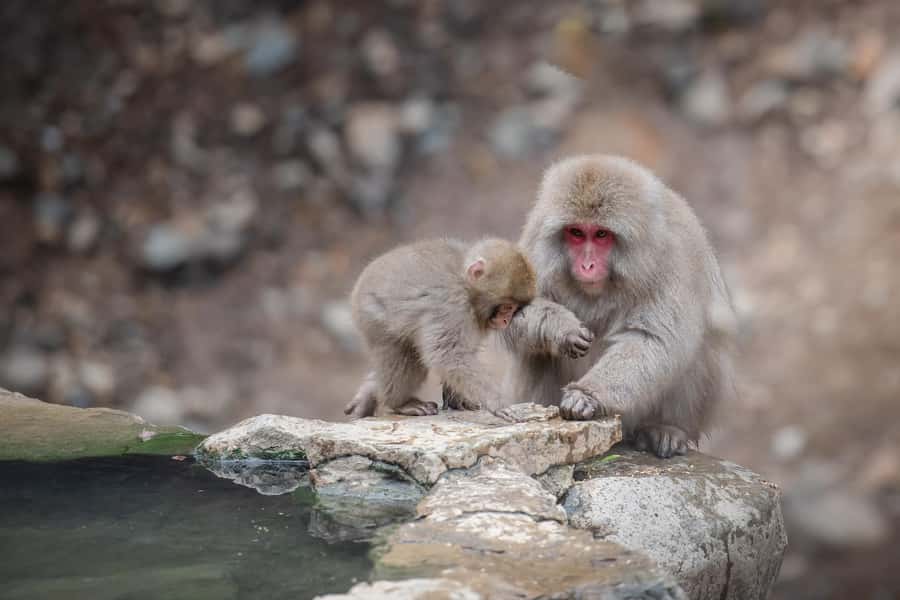 From Tokyo: Snow Monkeys and Zenkoji Temple Day Trip - Takai Shrine: Red Torii Gates in a Forest Setting