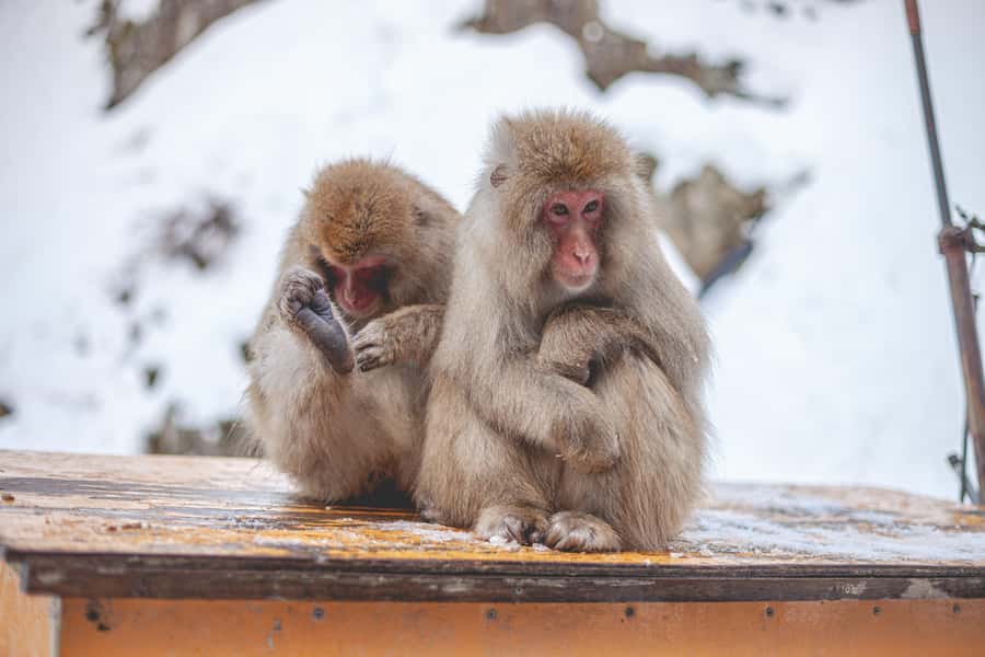 From Tokyo: Snow Monkeys and Zenkoji Temple Day Trip - Drivers, Comfort, and the Tiny Things That Save Your Day