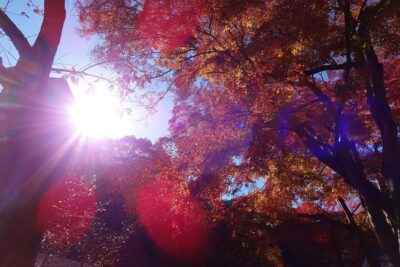 Full Day Hiking Tour at Mt.Takao including Hot Spring - Picking Your Hiking Level Without Feeling Overbooked
