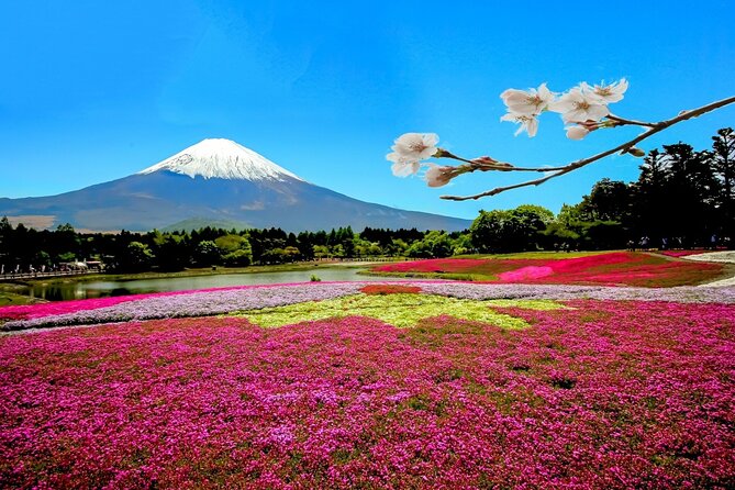 Full Day Private Tour in Mt. Fuji and Hakone - Why a private Fuji and Hakone day beats train-hopping