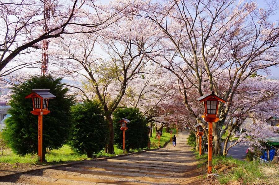 Full-Day Tour to the Picturesque Spots of Mount Fuji - Lunch, cash, and photo prep: the practical stuff people forget