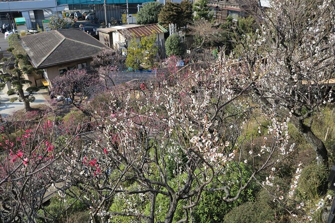 Historic Temple・traditional Japanese garden＆ Eating around at a shopping strip - Who should book this tour (and who might skip it)
