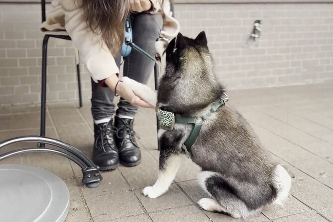 Home Cooking with a Local Host (Optional Shiba Inu Picnic) - From kitchen to shrine: meeting Ginta the Shiba Inu