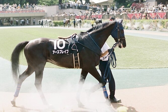 Horse Racing Tour with Local Fans in Tokyo Racecourse - Price and value: what $100 covers, and what you’ll budget extra