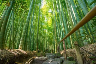 Kamakura Historical and Cultural Day Trip with Local Cuisine - The private guide factor: how you’ll actually enjoy the temples