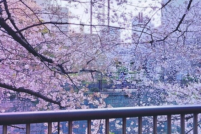 Licensed Guide Tokyo Meguro Cherry Blossom Walking Tour - How a private, licensed-guide cherry blossom walk actually feels