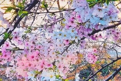 Licensed Guide Tokyo Meguro Cherry Blossom Walking Tour - Meguro River Cherry Blossoms: Photos With a Built-In Route