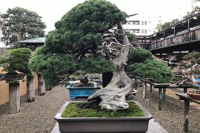 Make Your Own Bonsai with a Professional Bonsai Artist in Tokyo - Shunkaen Bonsai Museum: more workshop, less tourist stop