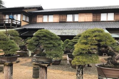 Make Your Own Bonsai with a Professional Bonsai Artist in Tokyo - Your 2-hour bonsai class plan (and how it usually feels)
