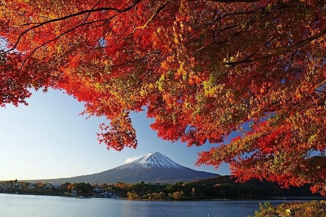 Mount Fuji Full Day Tour form Tokyo Lake Kawaguchi & Yamanaka - Stop 4: Oishi Park seasonal gardens and fast color hunting