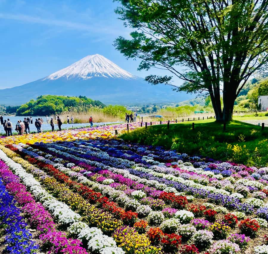 Mount Fuji One Day Private Tour With English Speaking Driver - Private Mt. Fuji routing that keeps you out of tour-bus mode