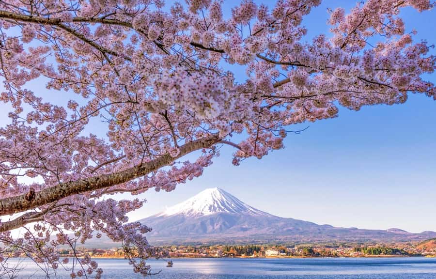 Mt. Fuji 6 Attractions Tour: Lake Kawaguchi, Oshino Hakkai - Key Points I’d Pack First