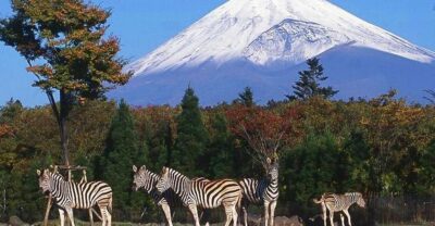 Mt Fuji : Private 10-Hour Luxury Tour by Exclusive Car - Toyota Alphard luxury: what matters on the road