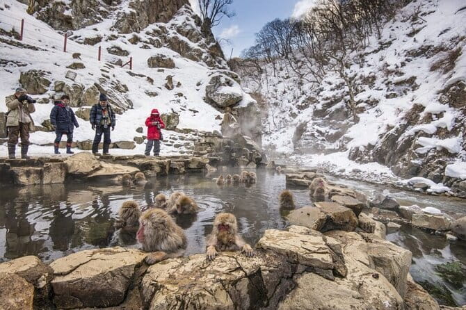 Mt. Fuji Tours to Lake Kawaguchi and Yamanaka Onsen English Guide - What the guide does for you (and why the language support matters)