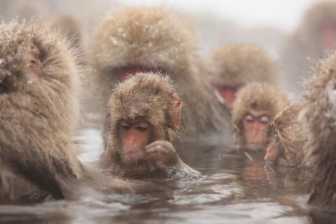 Nagano Snow Monkey 1 Day Tour with Beef Sukiyaki Lunch from Tokyo - Key Things That Make This Tour a Smart Winter Choice