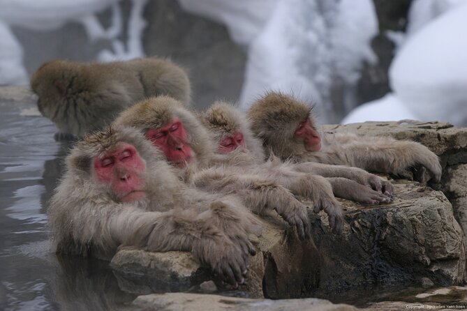 Nagano Snow Monkey 1 Day Tour with Beef Sukiyaki Lunch from Tokyo - The Big Idea: Why Jigokudani Works So Well as a Day Trip