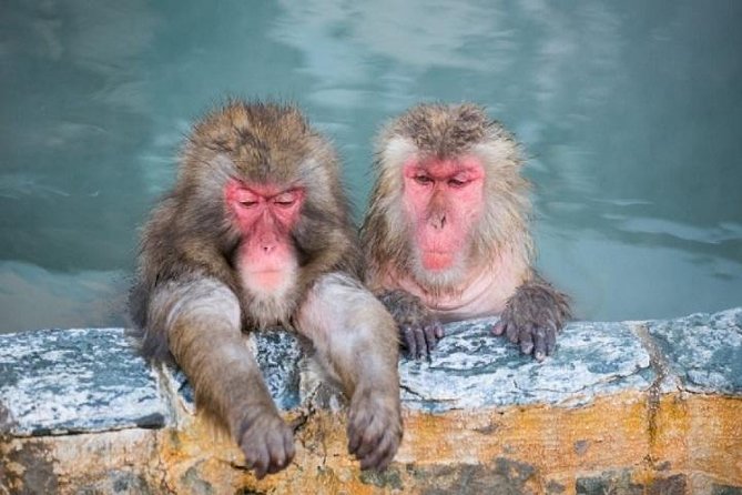 Nagano Snow Monkey 1 Day Tour with Beef Sukiyaki Lunch from Tokyo - The Long Drive: What to Expect and How to Use the Time