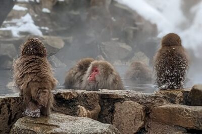 Nagano Snow Monkey 1 Day Tour with Beef Sukiyaki Lunch from Tokyo - Meeting in Shinjuku and Getting Out of Tokyo Without Stress