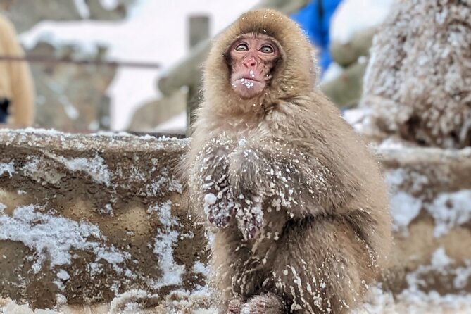 Nagano Snow Monkey 1 Day Tour with Beef Sukiyaki Lunch from Tokyo - Shinshu Fruitsland: Beef Sukiyaki Lunch That Actually Makes the Day Work