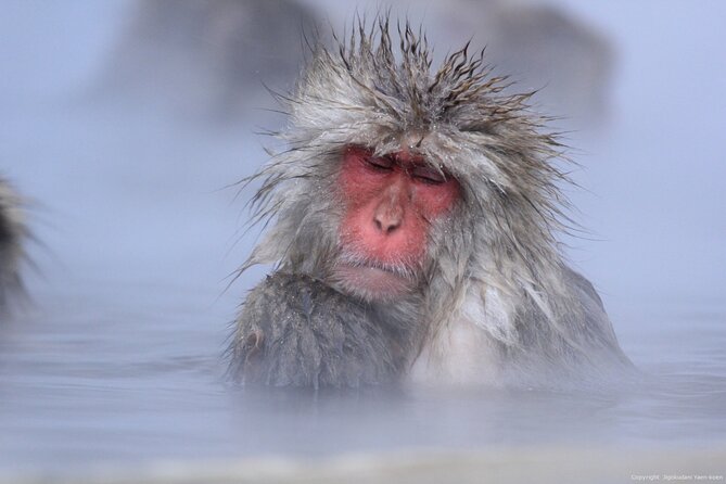 Nagano Snow Monkey 1 Day Tour with Beef Sukiyaki Lunch from Tokyo - Arriving at Jigokudani: The Walk to Yaen-koen Is the Real Event
