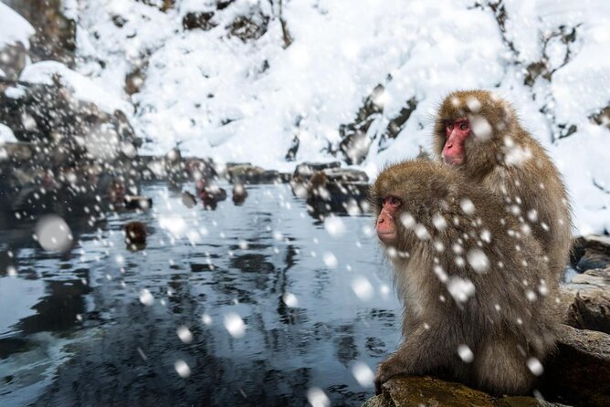 Nagano Snow Monkey 1 Day Tour with Beef Sukiyaki Lunch from Tokyo - Snow Monkey Viewing: What You’ll See (and What You Might Not)