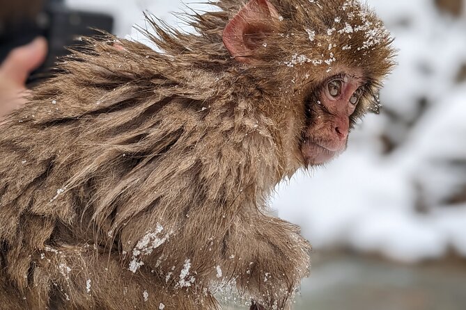 Nagano Snow Monkey 1 Day Tour with Beef Sukiyaki Lunch from Tokyo - Winter Timing Matters: When the Hot Springs Play Their Best Part
