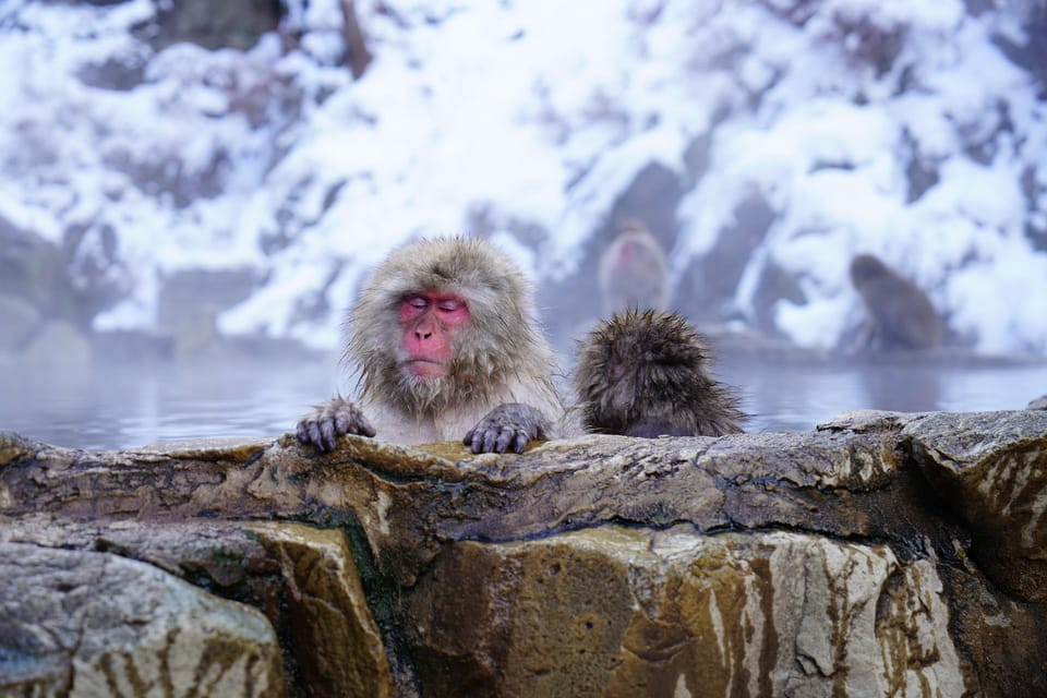 Nagano: Snow Monkeys, Zenkoji Temple & Sake Day Trip - Key Points Before You Go