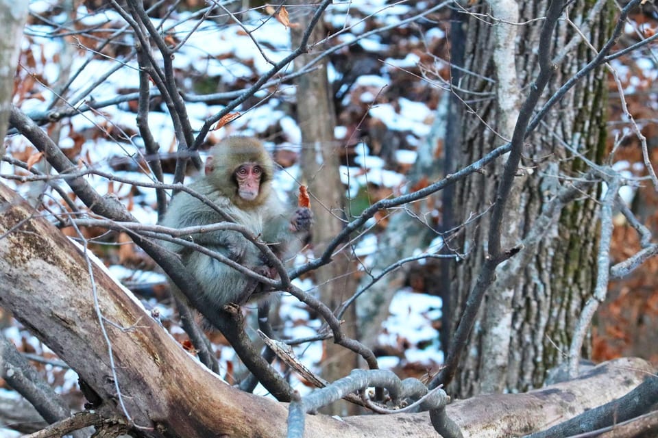 Nagano: Snow Monkeys, Zenkoji Temple & Sake Day Trip - Winter Nagano From Tokyo: Why This Tour Works