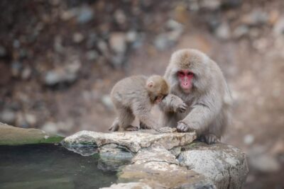Nagano: Snow Monkeys, Zenkoji Temple & Sake Day Trip - Jigokudani Snow Monkey Park: Hot Springs With a Side of Snow