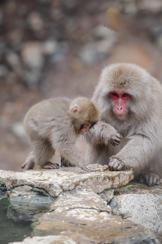 Nagano: Snow Monkeys, Zenkoji Temple & Sake Day Trip - Matsushiro Castle Ruins: Optional Samurai-Era Atmosphere