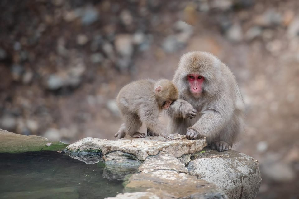 Nagano: Snow Monkeys, Zenkoji Temple & Sake Day Trip - Jigokudani Snow Monkey Park: Hot Springs With a Side of Snow