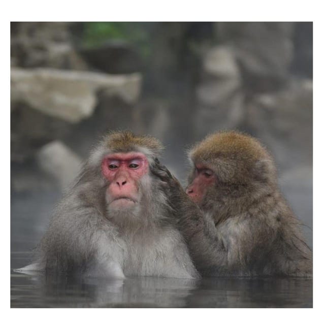 Nagano/Tokyo: Snow Monkey Private Day Tour At Lowest Rate - Obuse and the Hokusai Museum: streets, art, and chestnut sweets