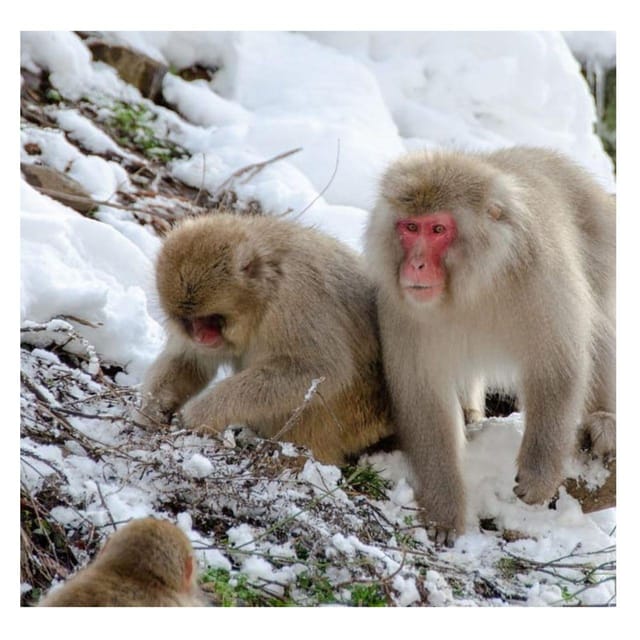 Nagano/Tokyo: Snow Monkey Private Day Tour At Lowest Rate - Custom itinerary: how your driver actually tailors the day