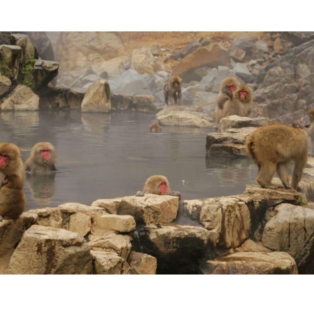 Nagano Tokyo: Snow Monkey Private Day Tour Hotel Pick & Drop - Why Private Pickup Makes Nagano Feel Easy