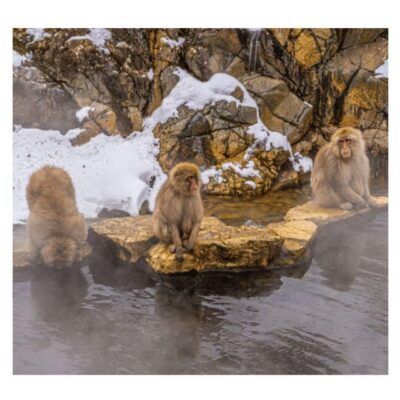 Nagano Tokyo: Snow Monkey Private Day Tour Hotel Pick & Drop - The Snow Monkeys at Jigokudani: The Main Event