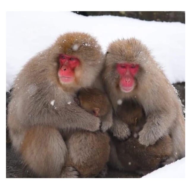 Nagano Tokyo: Snow Monkey Private Day Tour Hotel Pick & Drop - Togakushi Shrine (Okusha): Cedar Path Quiet Time