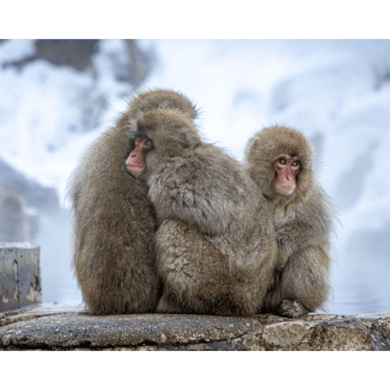 Nagano Tokyo: Snow Monkey Private Day Tour Hotel Pick & Drop - Matsushiro Castle Ruins: Samurai-Era Scenery With Breathing Room