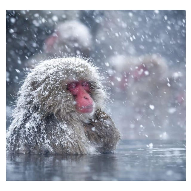 Nagano Tokyo: Snow Monkey Private Day Tour Hotel Pick & Drop - Shibu Onsen: Lantern Streets and the Real Onsen Town Feel