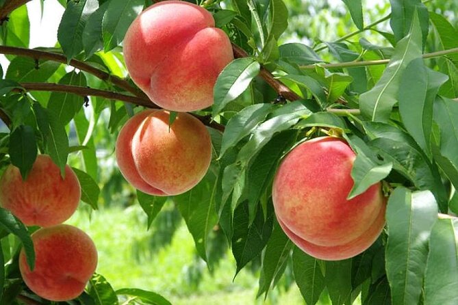 One Day Tour to Oishi Park and Fruit Picking in Mt. Fuji Tokyo - Ropeway time: the Mt. Fuji Panoramic Ropeway viewpoint at 1,075 meters