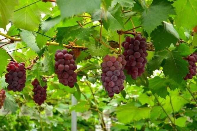 One Day Tour to Oishi Park and Fruit Picking in Mt. Fuji Tokyo - The 5th Station Police Box area: Sky Palace views and observation deck time