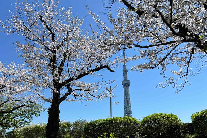 Private Custom Tour in Tokyo with a Bilingual Japanese Guide - Key things you’ll like about this Tokyo private tour