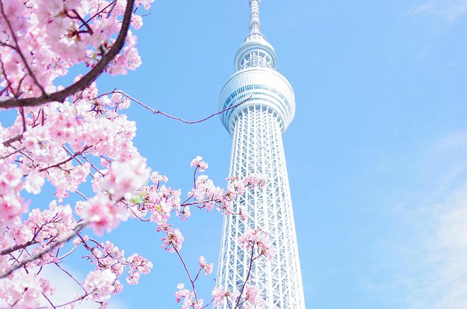 Private Tour in Tokyo with English speaking driver - Ueno Park: cherry-blossom energy when the season matches