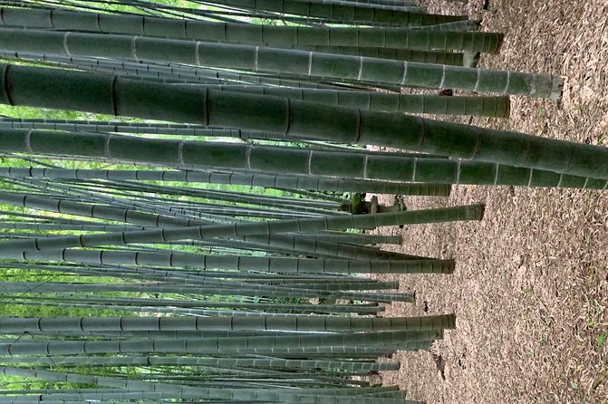 Private Tour Kamakura and Enoshima With Guide and photographer - Hokoku-ji Bamboo Forest: The 14th-Century Detour