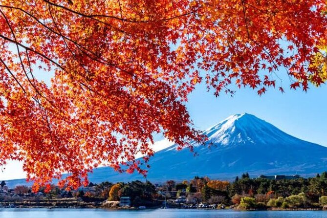 Private tour to Mount Fuji with an English driver from Tokyo - Oishi Park by Lake Kawaguchi: where viewpoints meet real photos