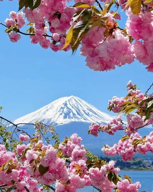 [Seasonal Limited] Mt. Fuji 5th Station &Hot Spring Day Tour - Price and value: is $50 a fair deal for this itinerary?