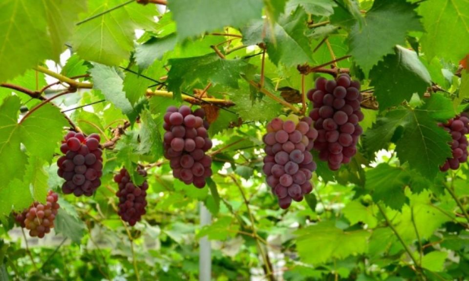 Seasonal Mt. Fuji Scenic Views, Fruit Picking and Ropeway! - Key things you’ll care about on this tour