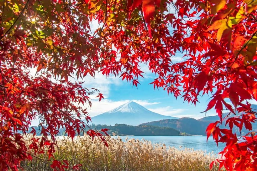 Seasonal Mt. Fuji Scenic Views, Fruit Picking and Ropeway! - Gondola time: the Mt. Fuji Panoramic Ropeway experience