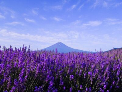 Seasonal Mt. Fuji Scenic Views, Fruit Picking and Ropeway! - Getting from Tokyo to the Fuji area (and back) the easy way